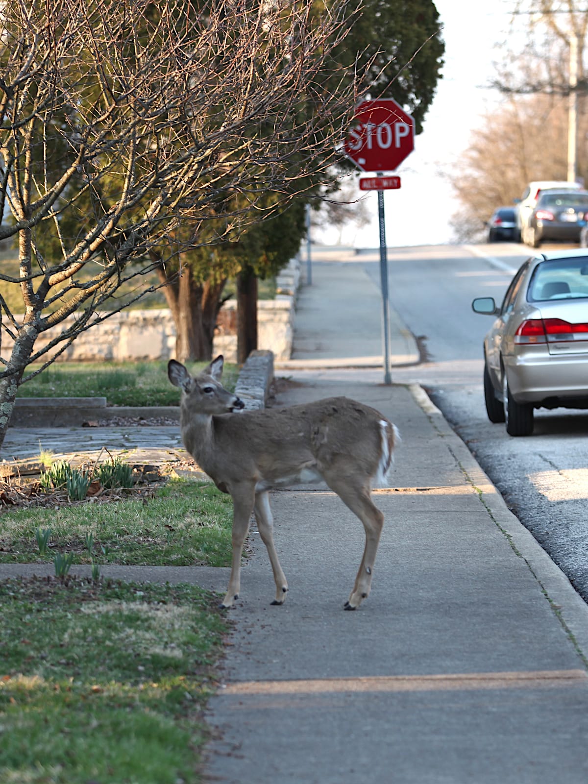 Deer feeding ban to be mulled by Bloomington council, part of more than decade-old conflict