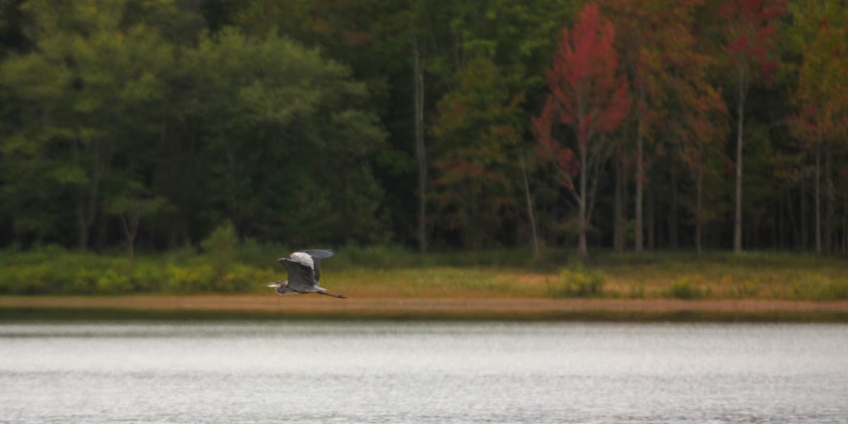 Column | Lake Monroe: A neighborhood where Bloomington gets its drinking water