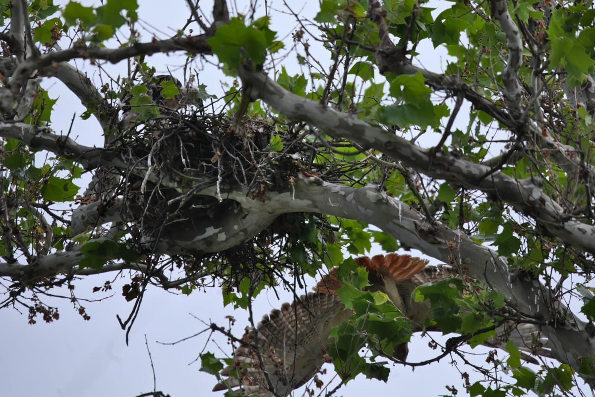 Photos: Bloomington’s fledgling hawks not yet ready to graduate from nest, but they’re getting closer