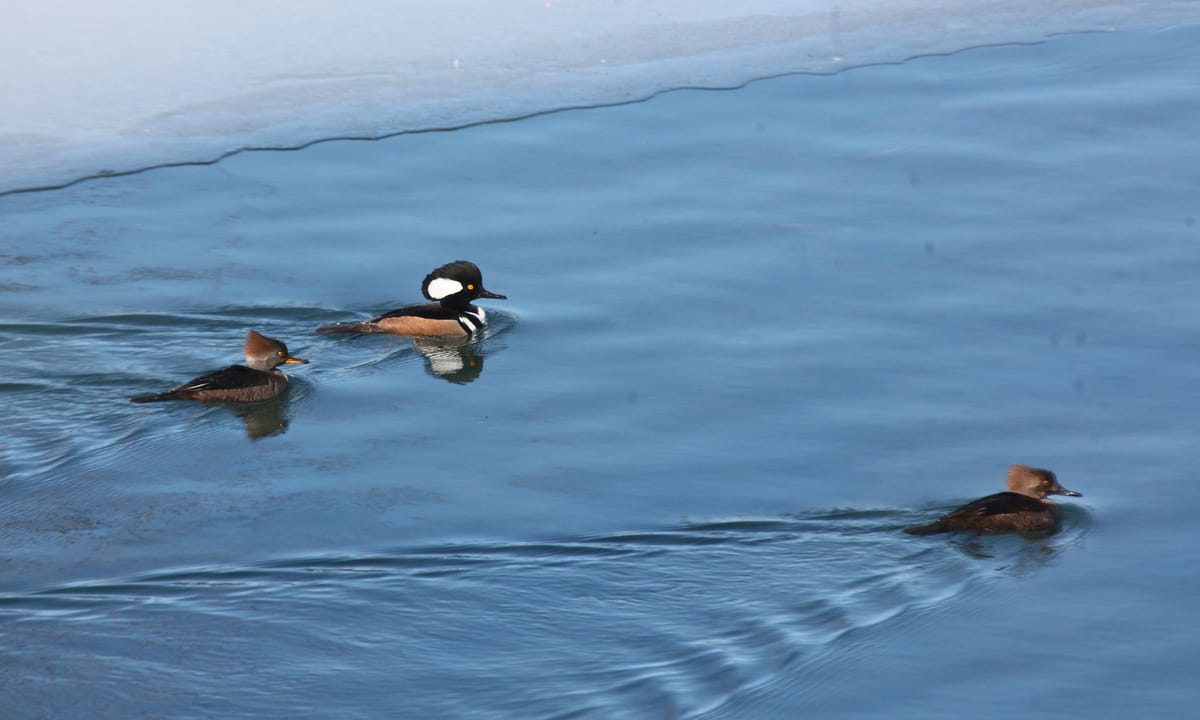 Photos: Look! Hooded mergansers at Miller-Showers Park
