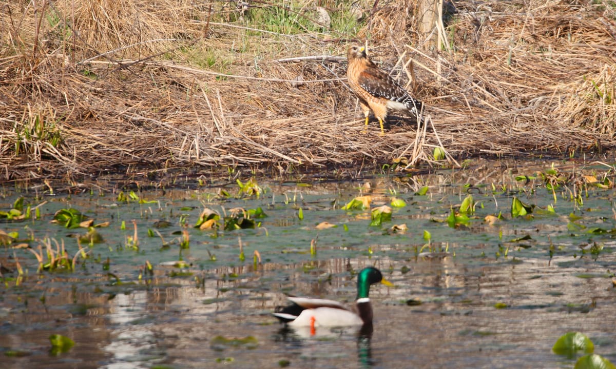 Photos: Pretty birds in a Bloomington park