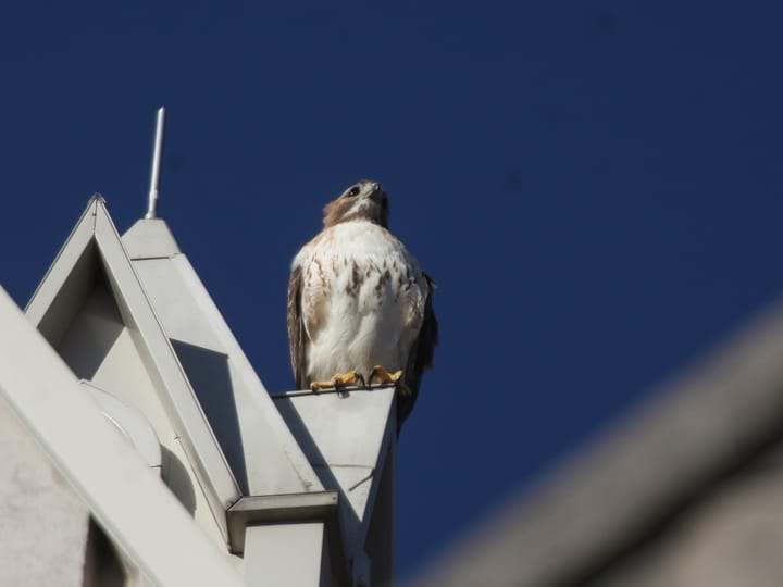 A red-tailed hawk is sitting on top of a church steeple.