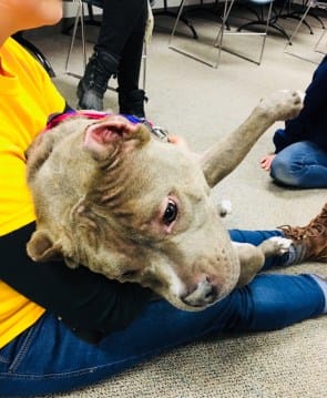 Library trustees to meet this week