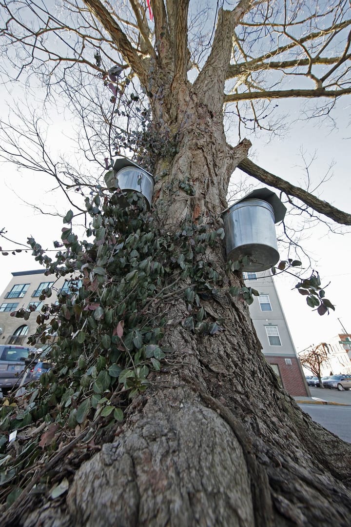 Square Spots: Tree tapping an annual ritual