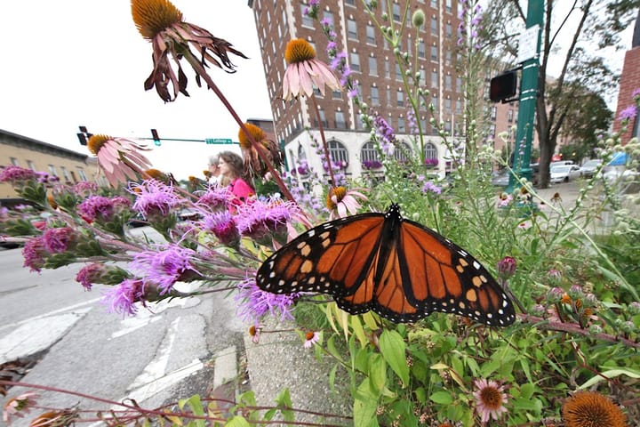 Butterfly traffic up in downtown Bloomington