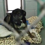 Routine animal shelter agreement: A tasty, rounded treat for Bloomington city council’s first meeting of 2020