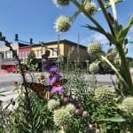 3 Photos: Urban Butterflies