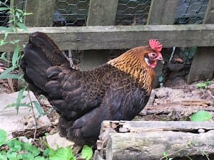 Column: Fighting hen’s tooth and nail over a Bloomington plan commission seat