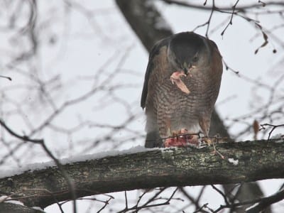 Square Meals: Cooper’s hawk snacks in downtown Bloomington