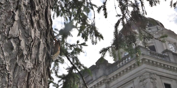 Photos | Cicada-ville: A bad haiku on zoning