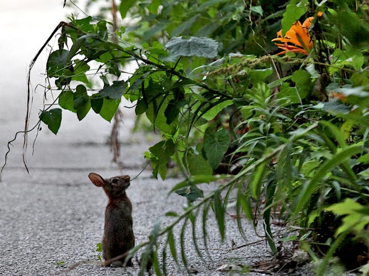 Photos: July 4 Sunday bunnies