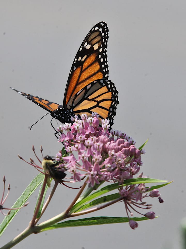 Photos: Bird, Butterflies, Bees