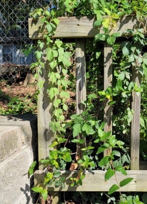 No fine this time for poison ivy vine, says city of Bloomington