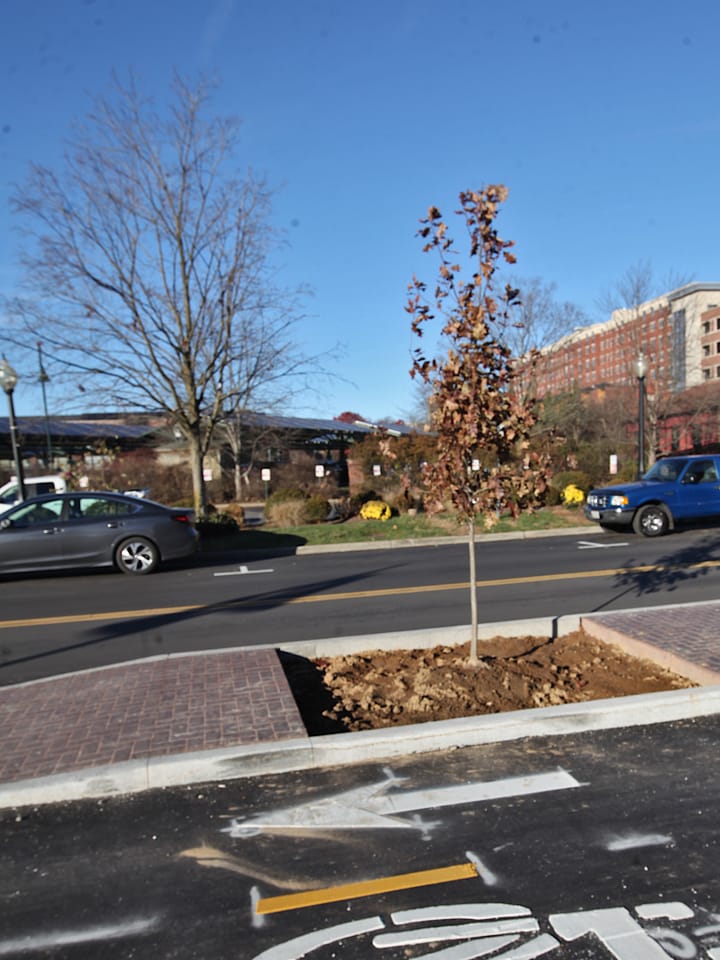 Trees, warning surface among final details of Bloomington’s 7-Line bicycle lane