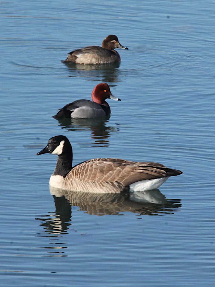Photos: Redhead ducks return to Bloomington’s Miller-Showers Park