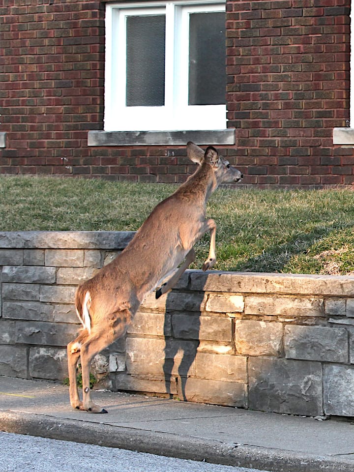 Bloomington deer feeding ban starts Sept. 1