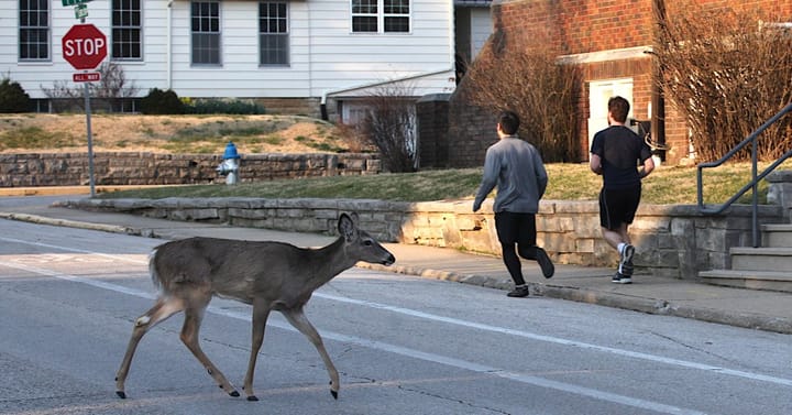 Traffic notebook: 14 years of deer crashes