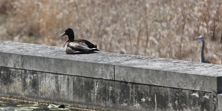 Photos: Birds in Bloomington parks (April 10, 2022)