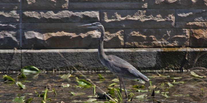 Photos: Birds in Bloomington parks (April 16, 2022)