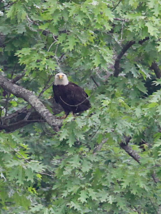 Photos: Claim confirmed, bald eagle at Griffy Lake