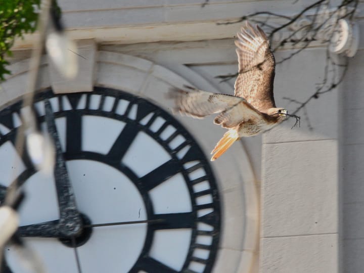 Photos: Red-tailed hawk moves for change of venue, swaps courthouse weathervane for tree branch