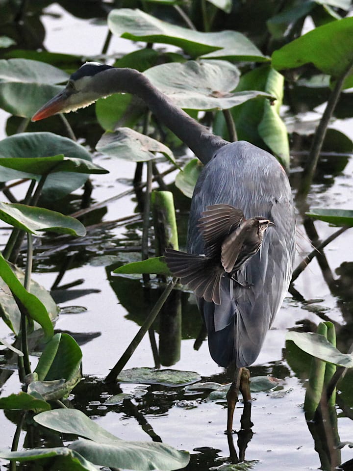 Photos: Great blue heron catches fish, elects to eat with no review of provisional palate