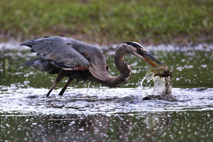Advice for students: Bloomington is for the birds