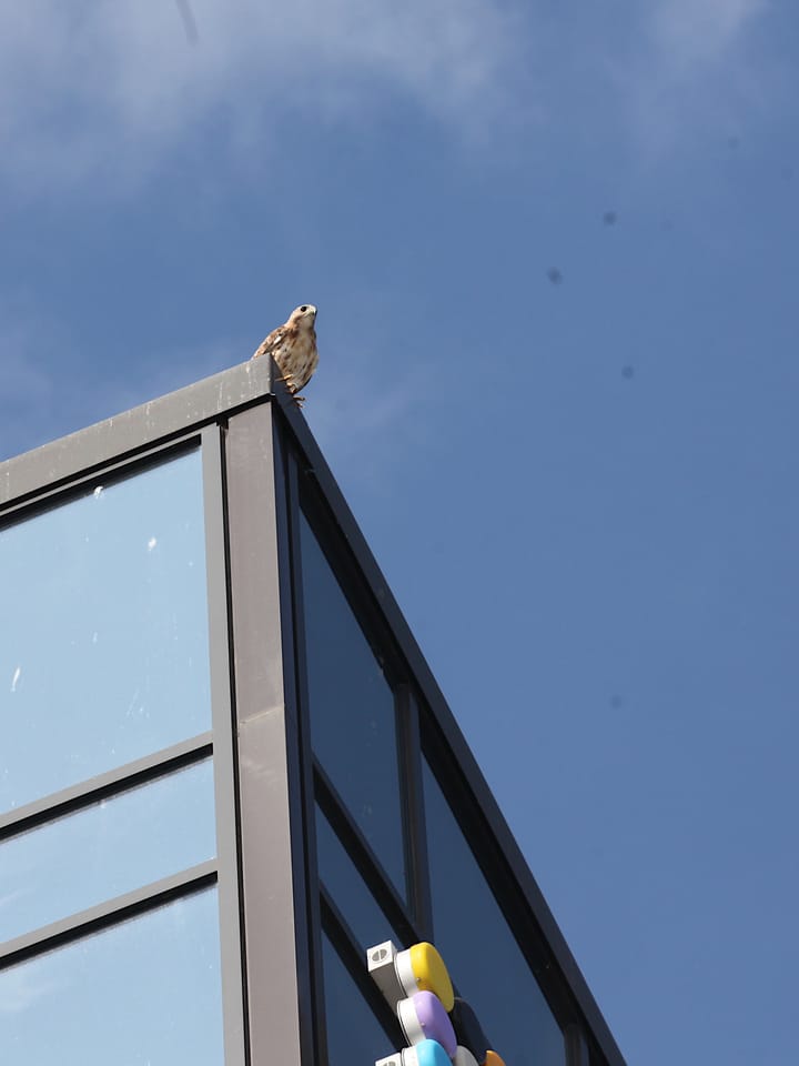 Photos: Hawk checks in at Hyatt Place