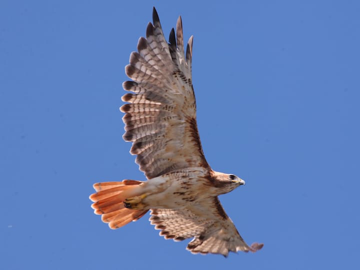 Photos: Three cheers for the red-tailed hawk, the great white egret and the blue heron