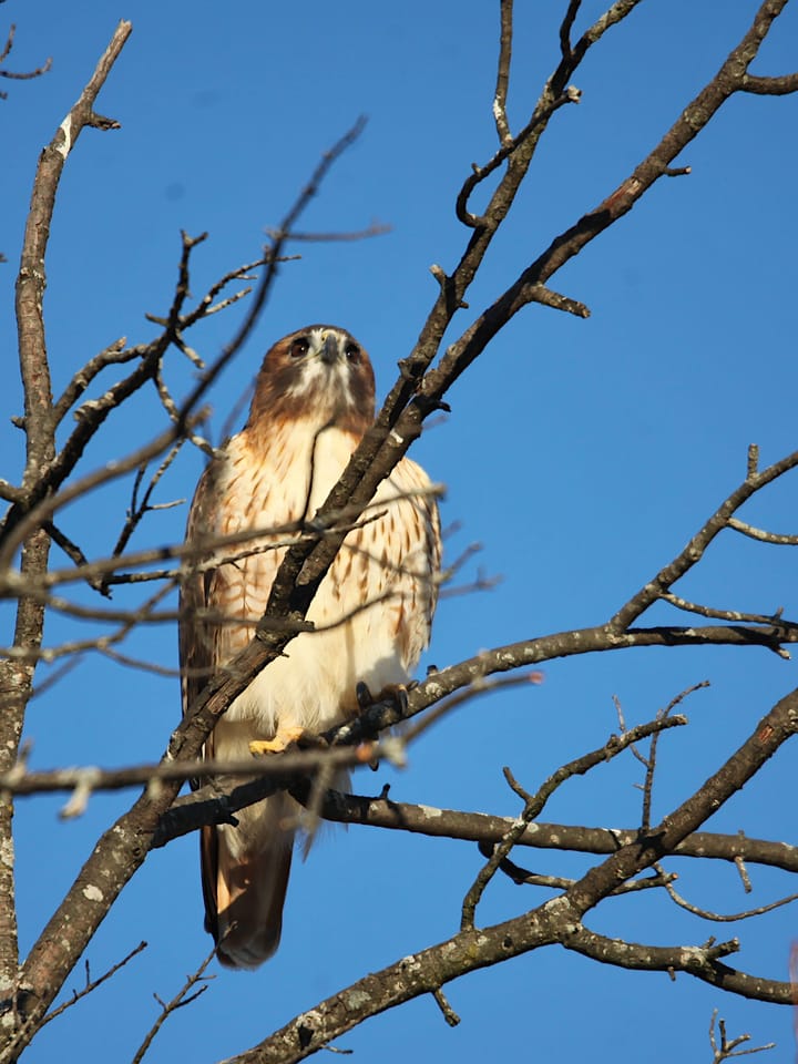 Thanksgiving week Bloomington turkeys—in disguise
