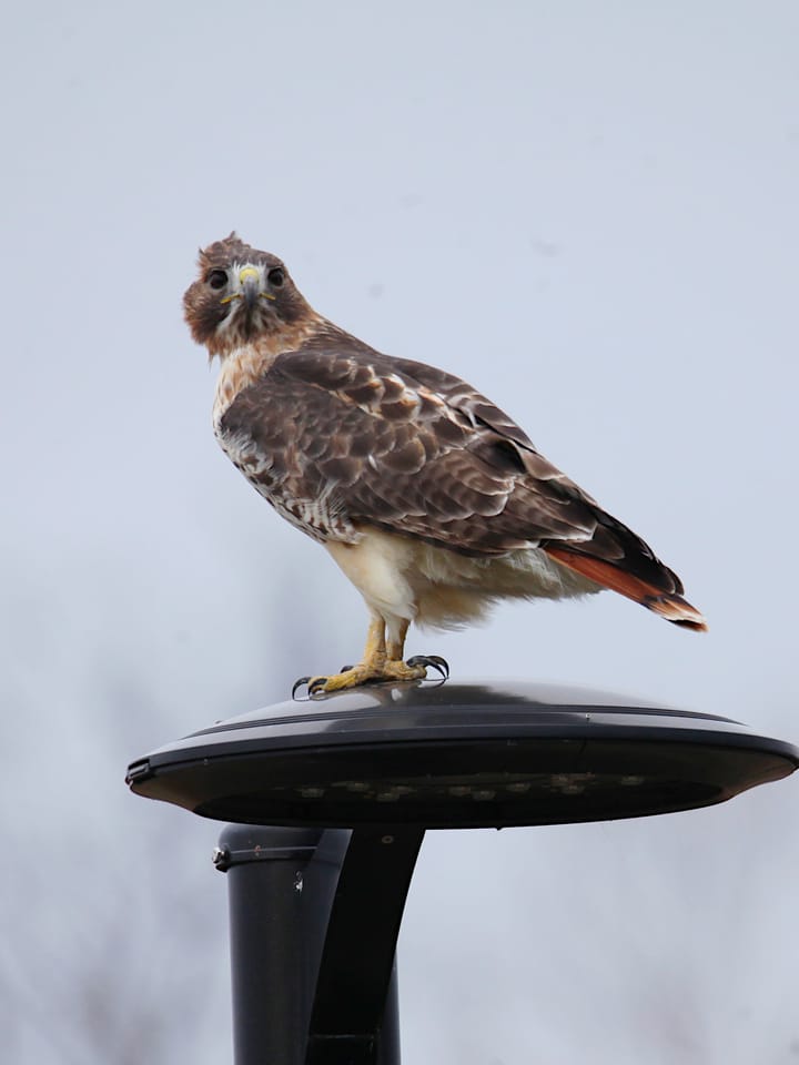 Photos: Red-tailed hawk at Switchyard Park