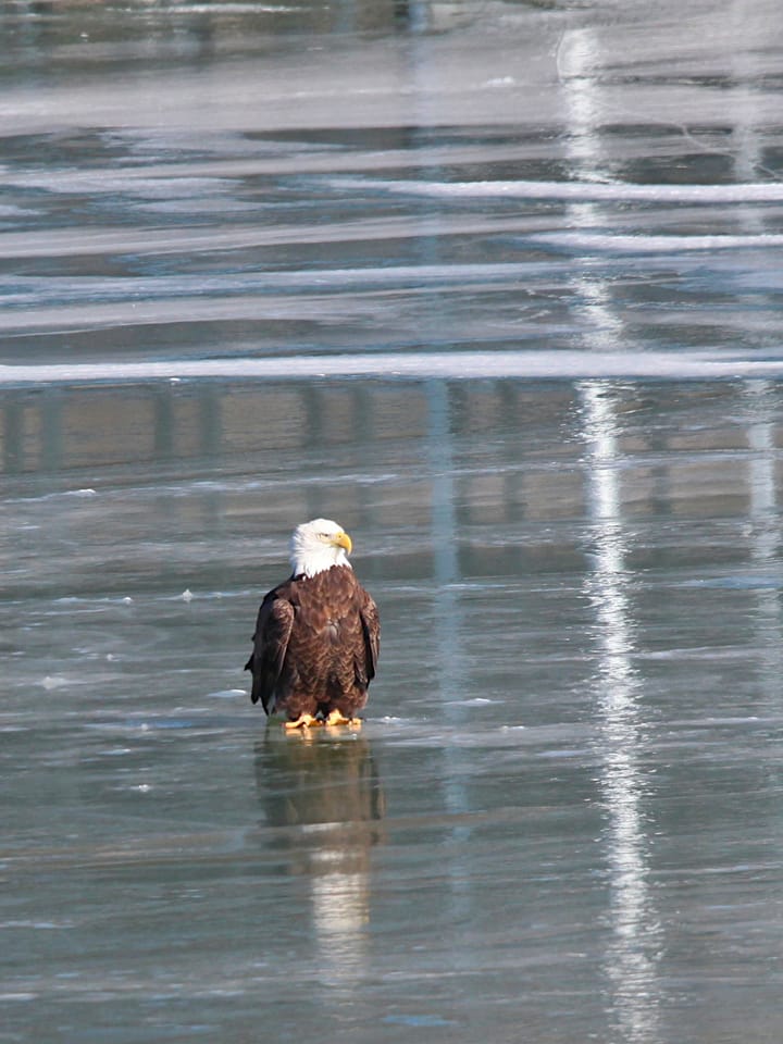 Christmas Photos: Not a partridge, not a pear tree