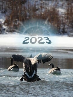 Column: Looking ahead to local government news in 2023 like a goose landing on a half frozen pond
