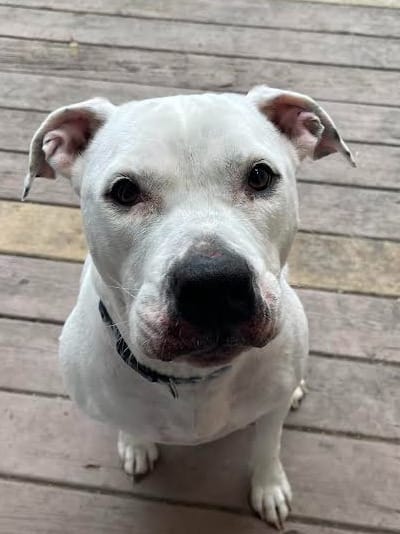 Bats, bullets, bow-wows: Regular board of public works business includes  briefing on full shelter