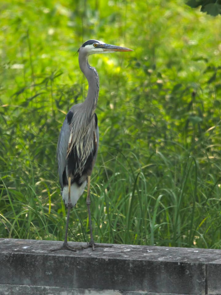 Miller-Showers showdown: great blue heron versus redwing blackbird