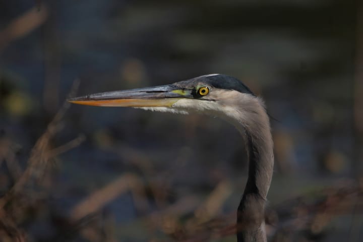 Photos: Fancy birds at Miller-Showers Park