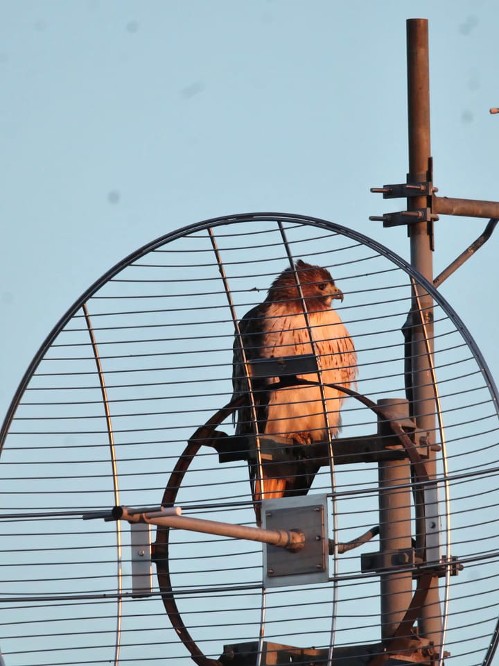 Thanksgiving Day Photos: Some local Bloomington birds that are not turkeys