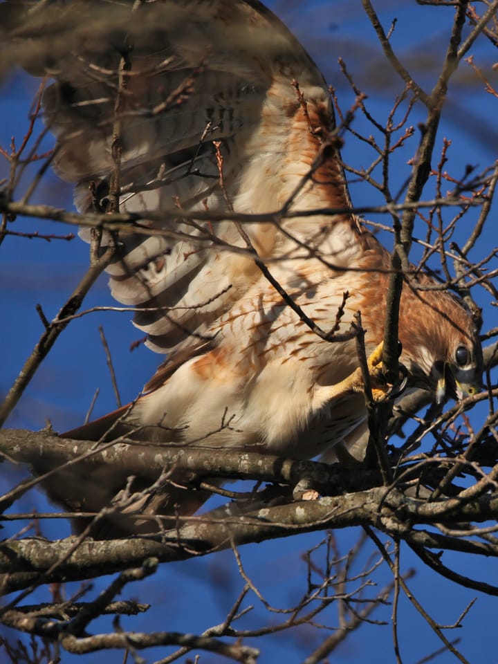 Valentine’s Day Breaking News: Red-tailed hawks nesting on Indiana University, Bloomington campus