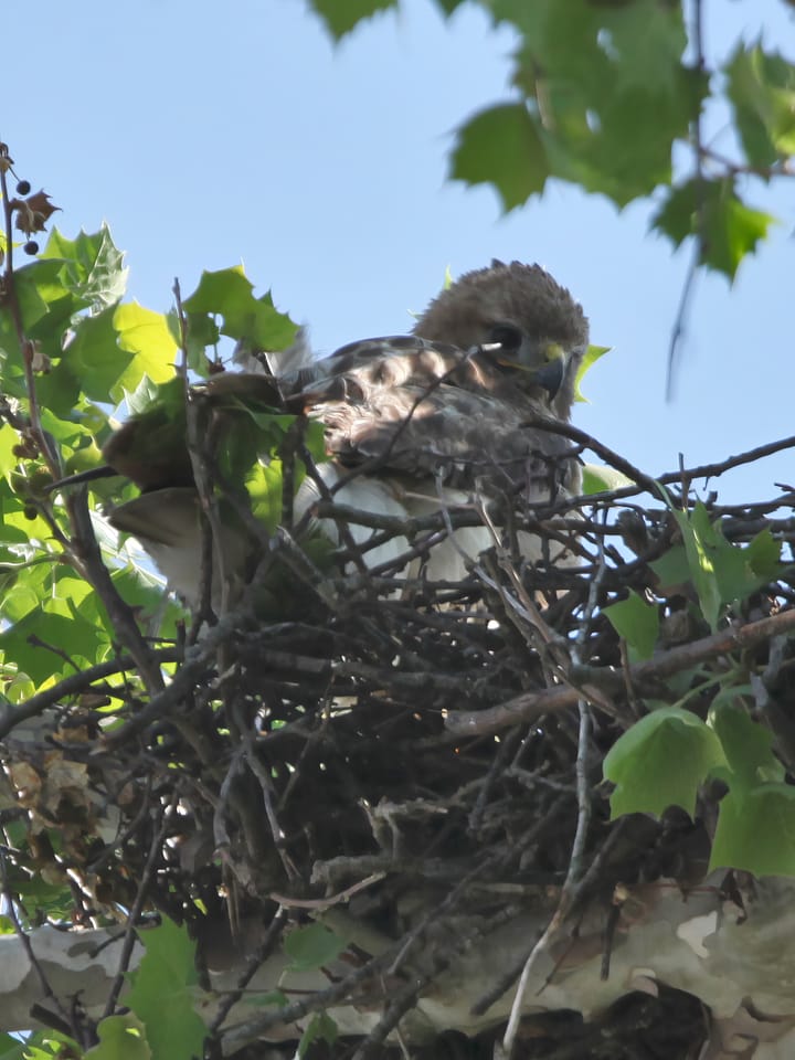 Mother’s Day 2024: Canvassing a hawk’s nest on Indiana University’s Bloomington campus