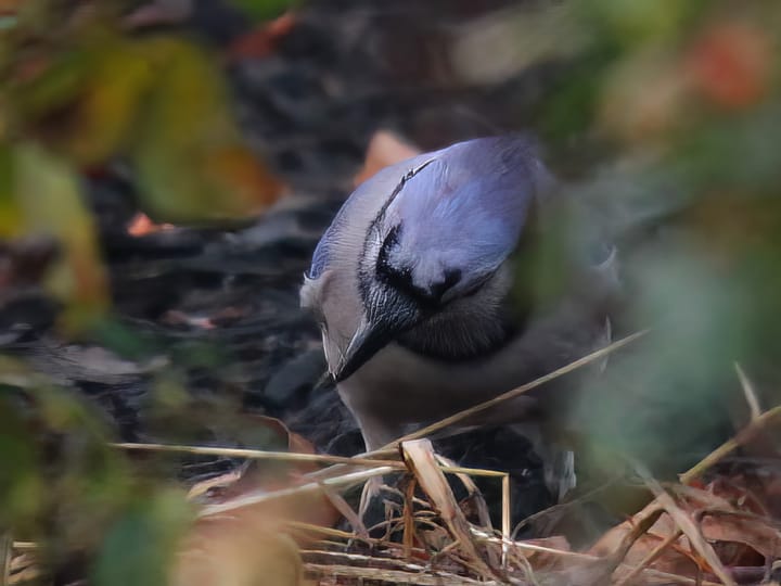 Happy Thanksgiving 2024: Not every bird is a turkey