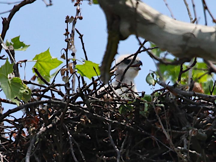 A fledgling red-tailed hawk sits in a nest. It is white.