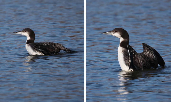 Lake Monroe, Two Herons Marina