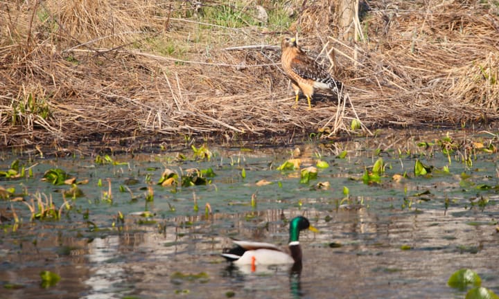 Photos: Pretty birds in a Bloomington park